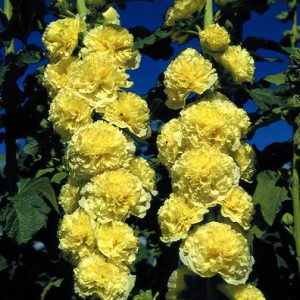 Alcea rosea Chater's Golden Yellow