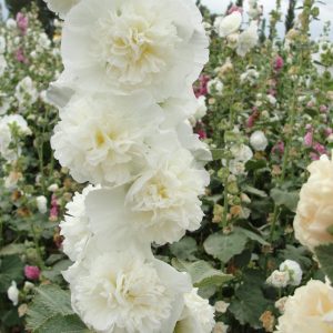 Alcea rosea Chater's White