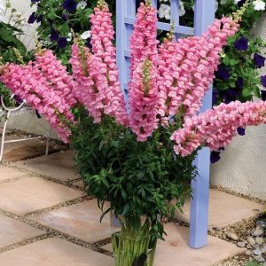 Antirrhinum majus Overture 2 Pink