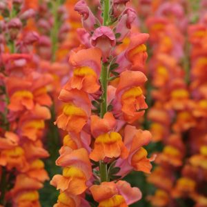 Dark Orange Snapdragon