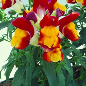 Antirrhinum majus Floral Showers Red & Yellow Bicolour