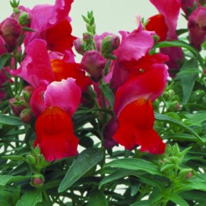 Antirrhinum majus Floral Showers Scarlet