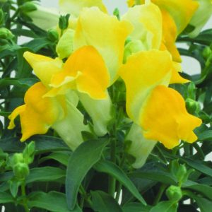 Antirrhinum majus Floral Showers Yellow