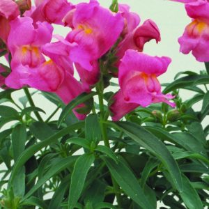 Antirrhinum majus Floral Showers Rose Pink