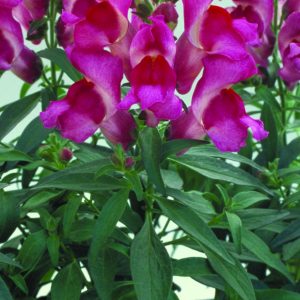 Antirrhinum majus Floral Showers Fuchsia