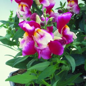 Antirrhinum majus Floral Showers Wine Bicolour
