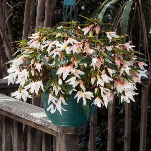 Begonia boliviensis Bossa Nova Pure White