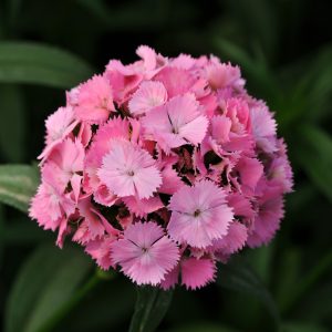 Dianthus barbatus Sweet Pink