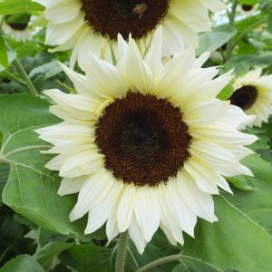 Helianthus annuus Pro Cut White Nite