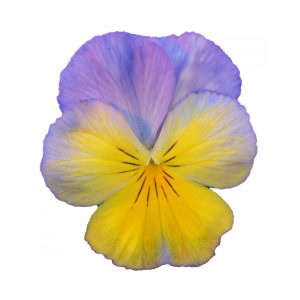 Viola wittrockiana Ultima Morpho