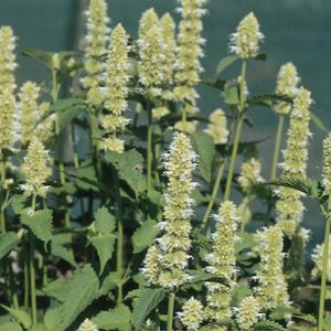 Agastache Liquorice White