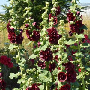 Alcea rosea Chater's Maroon