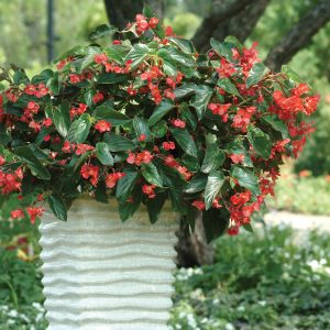 Begonia interspecific Dragon Wing Red