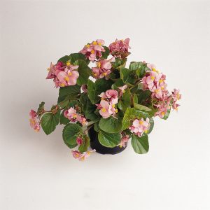 Begonia interspecific Baby Wing Pink