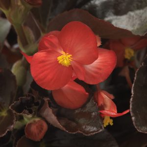 Begonia interspecific Baby Wing Red Bronze Leaf