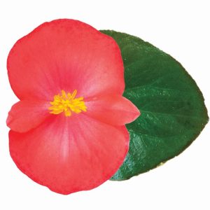 BeBegonia hybrida Viking Coral Flame On Green