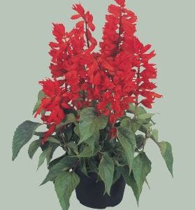 SALVIA SALVANO
