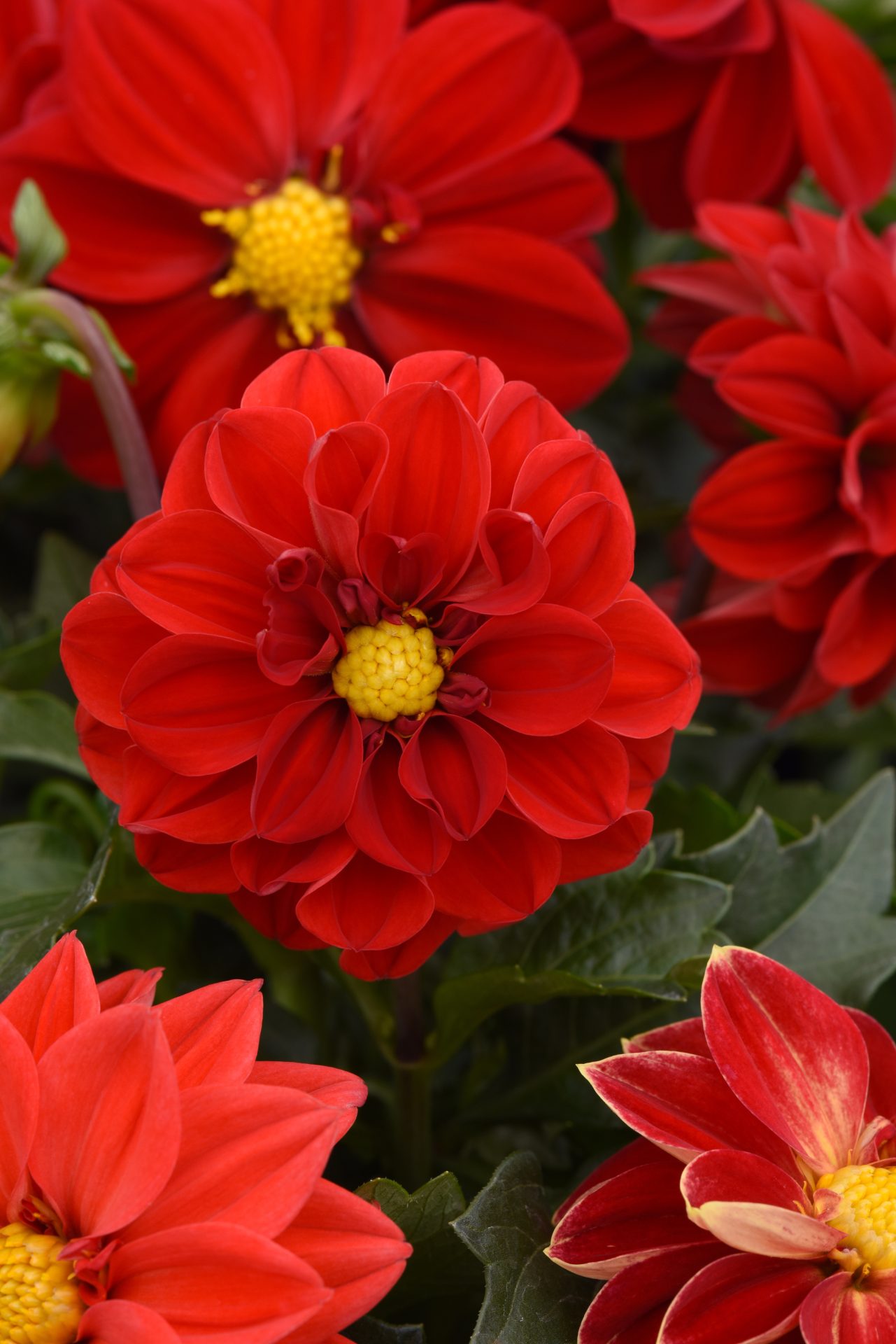 Dahlia x hybrida Figaro Red Shades