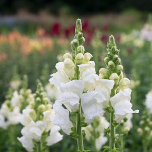 Antirrhinum majus Opus 3/4 Early White