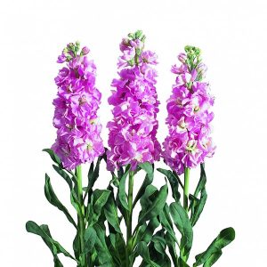 Matthiola incana Iron Pink