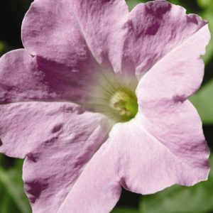 Petunia hybrida Wave Misty Lilac