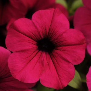 Petunia hybrida Wave Purple