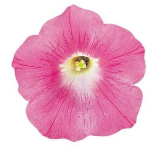 Petunia hybrida Wave Pink