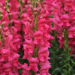 Antirrhinum majus Potomac Cherry Rose