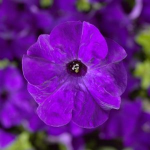 Petunia grandiflora Tritunia Blue