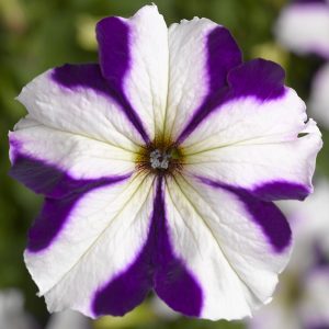 Petunia grandiflora Tritunia Blue Star