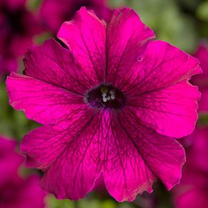 Petunia grandiflora Tritunia Burgundy