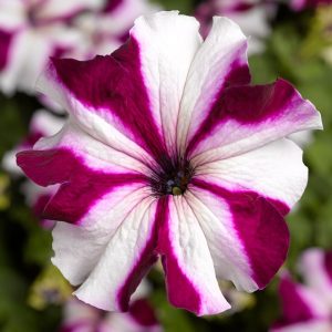 Petunia grandiflora Tritunia Crimson Star