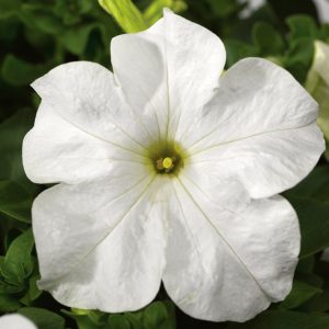 Petunia grandiflora Tritunia Fresh White