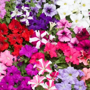 Petunia grandiflora Tritunia Mixture