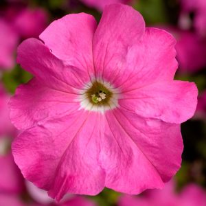 Petunia grandiflora Tritunia Pink