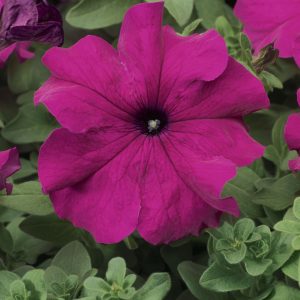 Petunia grandiflora Tritunia Purple