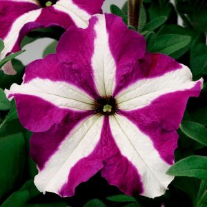 Petunia grandiflora Tritunia Purple Star