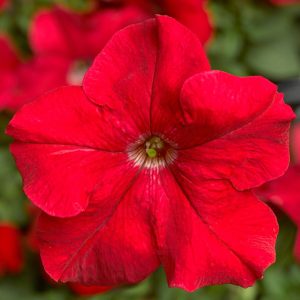 Petunia grandiflora Tritunia Red