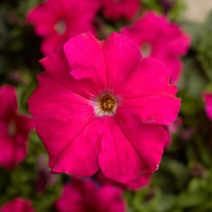 Petunia grandiflora Tritunia Rose