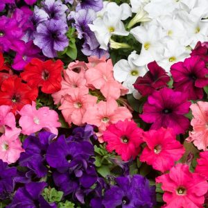 Petunia grandiflora Tritunia Uni Mix