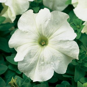 Petunia grandiflora Tritunia White