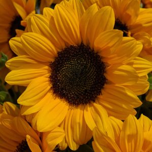 Helianthus annuus Vincents Choice