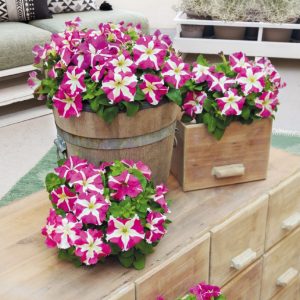 Petunia hybrida Success! HD Rose Star