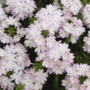 Verbena hybrida compacta Quartz XP Silver