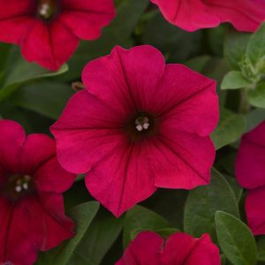 Petunia hybrida Wave Carmine Velour