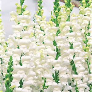 Antirrhinum majus Overture 2 White