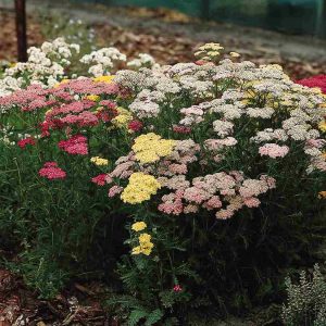 Achillea millefolium Colorado Mixture