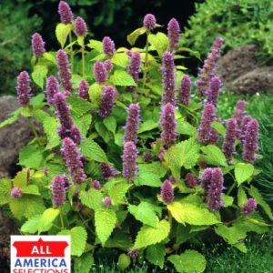 Agastache rugosa Golden Jubilee