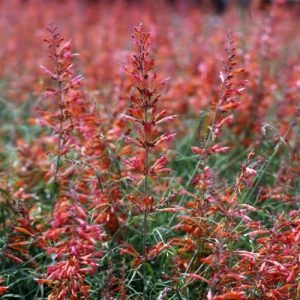 Agastache rupestris Apache Sunset