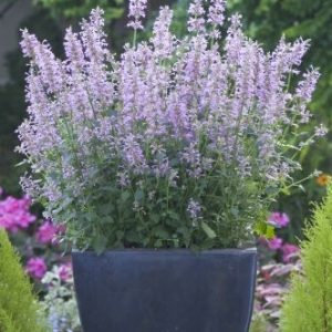 Agastache pallidiflora subsp neomexicana Rose Mint